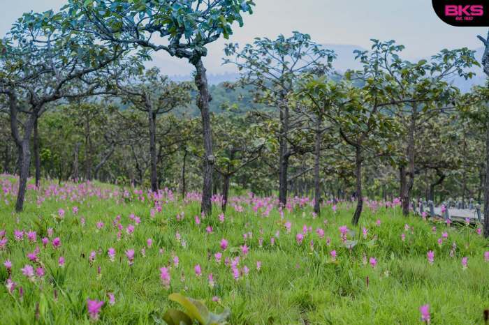 Die weitläufigen Blütenfelder der Dok Krachiao stehen derzeit in voller Blüte und zählen zu den eindrucksvollsten Naturattraktionen der Regenzeit in Thailand. Foto: The Transport Co