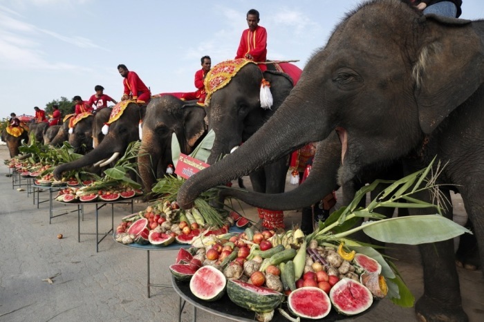 Elefanten genießen ein Obstbuffet zum Nationalen Elefantentag im Ayutthaya Elephant Palace and Royal Kraal in Ayutthaya und werden dort mit Früchten verwöhnt. Foto: epa/Rungroj Yongrit