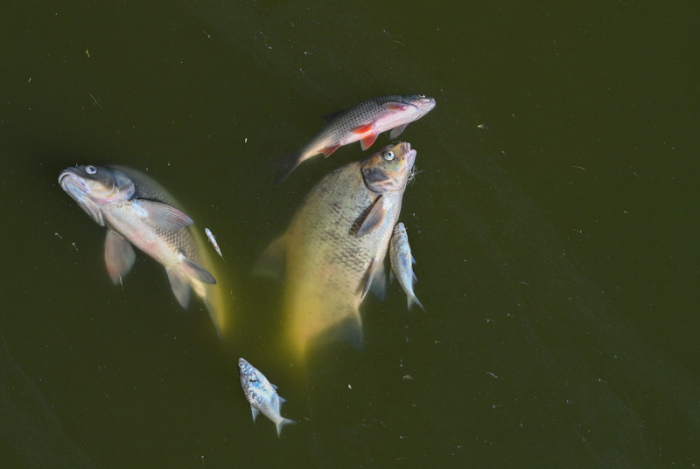 Tote Fische treiben im Wasser des deutsch-polnischen Grenzflusses Oder im Nationalpark Unteres Odertal nördlich der Stadt Schwedt. Foto: Patrick Pleul/dpa