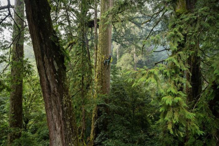 Ein Baumkletterer hängt an einem gewaltigen Taiwania-Baum in Taiwan, der zu den höchsten Bäumen der Insel zählt. Foto: Steven Pearce/Taiwan Forestry Research Institute/eurekalert/dpa