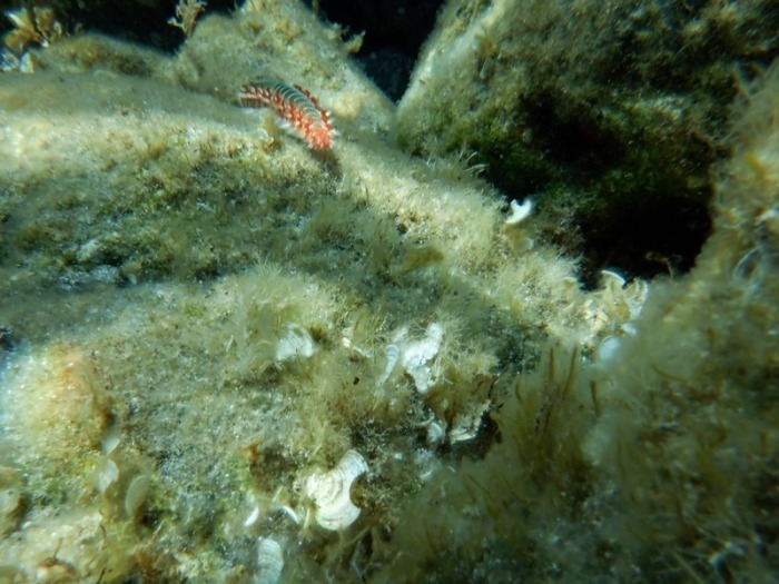 Ein Feuerwurm (Hermodice carunculata) ist zwischen Korallen im Meer zu sehen (undatiertes Handout). Foto: Ivan Gatì/Ozeanographisches Und Geophysikalisches Institut In Italien/dp