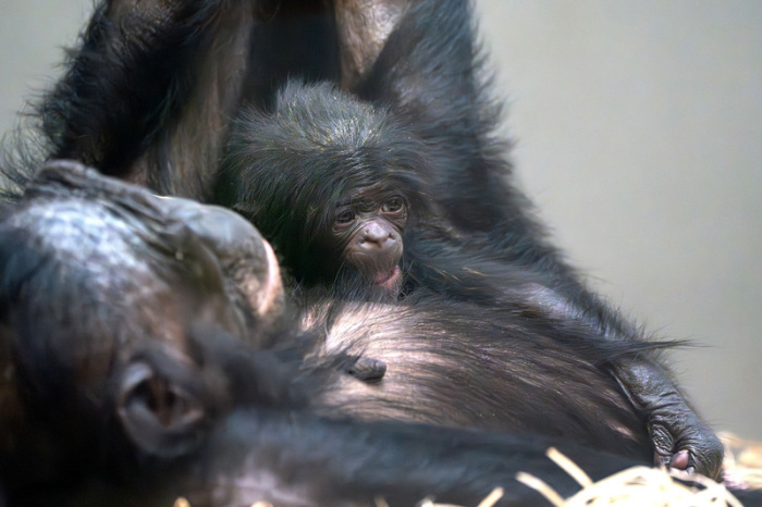Ein neugeborene Bonobo kuschelt sich an seine Mutter Chipita. Foto: Birger Meierjohann/Wilhelma Stuttgart/dpa