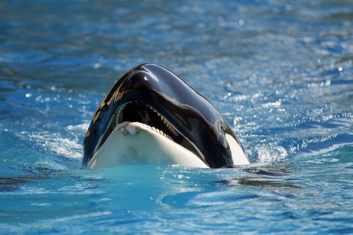 Morgan, der Orca, wird am Ende des Sommers gebären. Foto: epa/Cristobal Garcia