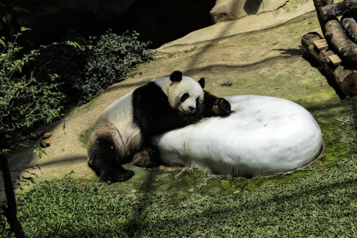  Riesenpanda Xing Xing im Zoo von Kuala Lumpur. (Archivbild). Foto: epa/Ahmad Yusni