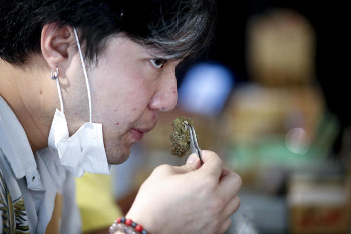 Ein Kunde eines Cannabis-Cafés in Bangkok nimmt eine Geruchsprobe von einer Marihuana-Sorte. Foto: epa/Diego Azubel