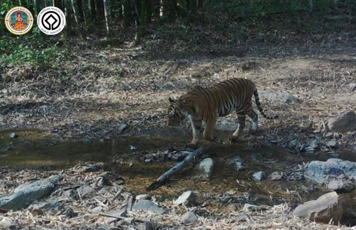 Ein Tiger quert eine flache Wasserstelle im Wildschutzgebiet Thung Yai Naresuan West. Bild: Department of National Parks, Wildlife and Plant Conservation (DNP)