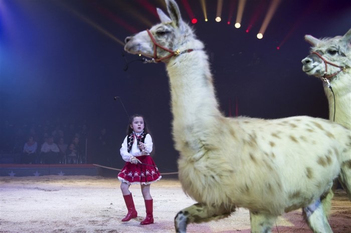 Zirkus Knie probt für die 100. Tournee. Foto: epa/Melanie Duchene