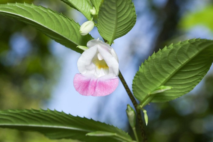 Seltene Phu-Phan-Balsam-Blüte: Entdeckt 1908, gedeiht sie auf Sandsteinplateaus in Sakon Nakhon. Bild: Department of National Parks, Wildlife and Plant Conservation (DNP)