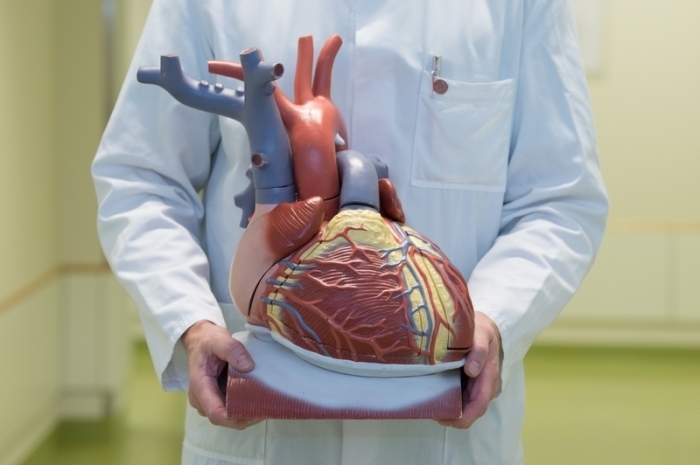 Ein Arzt hält am Rande einer Pressekonferenz in einem Herzzentrum ein anatomisches Modell des menschlichen Herzens. Foto: Sebastian Kahnert/dpa