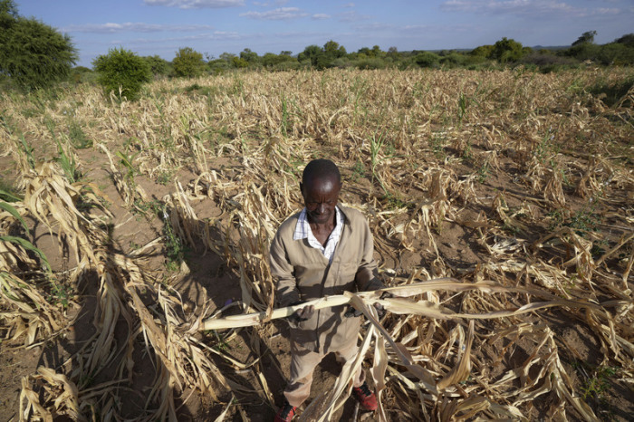 James Tshuma, ein Bauer im Bezirk Mangwe im Südwesten Simbabwes, steht inmitten seines ausgetrockneten Feldes inmitten einer Dürre in Simbabwe. Foto: Tsvangirayi Mukwazhi/Ap/dpa