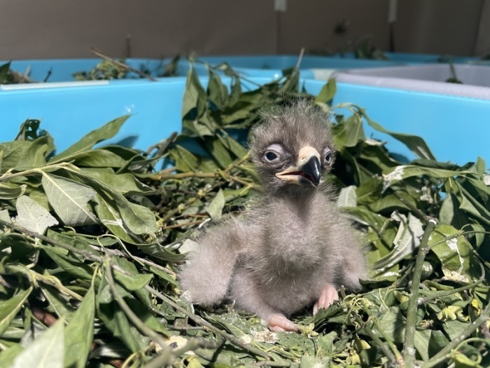 Ein Schreiadler-Küken wächst nach künstlicher Brut in einem nachgebauten Nest heran und wird dort betreut. Foto: Ludwig Klein/Nabu-stiftung Nationales Naturerbe/dpa