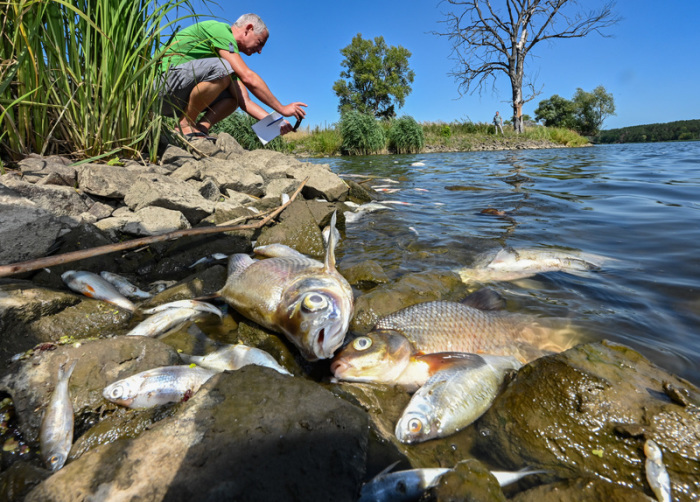 Viele tote Fische treiben im Wasser des deutsch-polnischen Grenzflusses Oder im Nationalpark Unteres Odertal nördlich der Stadt Schwedt. Foto: Patrick Pleul/dpa
