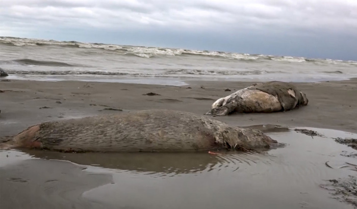 Dieses Videostandbild vom russischen Fernsehen RU-RTR zeigt zwei tote Robben am Strand des Kaspischen Meers. Foto: Uncredited/Ru-rtr Russian Television/ap/dpa