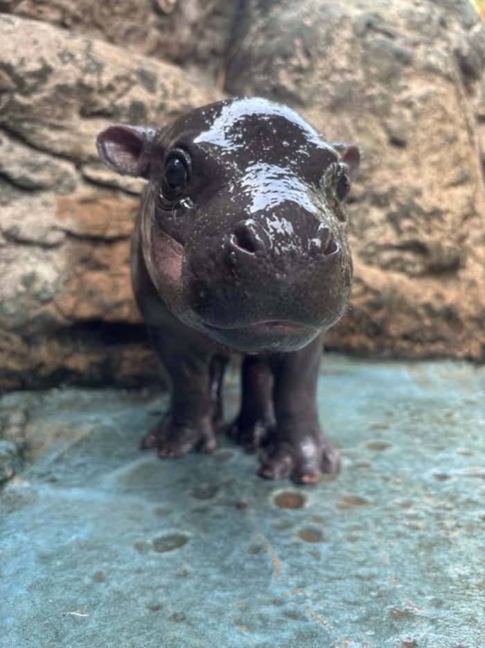 Das neugeborene Zwergflusspferd „Moo Daeng“ blickt neugierig in die Kamera und gehört zu den jüngsten Attraktionen des Zoos. Foto: Nakhon Ratchasima Zoo