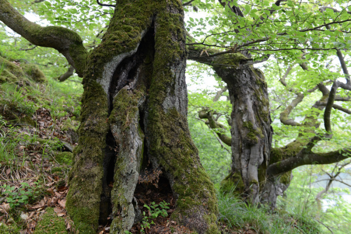 150 Jahre alte Rotbuchen stehen im Nationalpark Kellerwald-Edersee bei Bringhausen (Hessen) am Steilhang über dem Edersee. Foto: Uwe Zucchi/dpa
