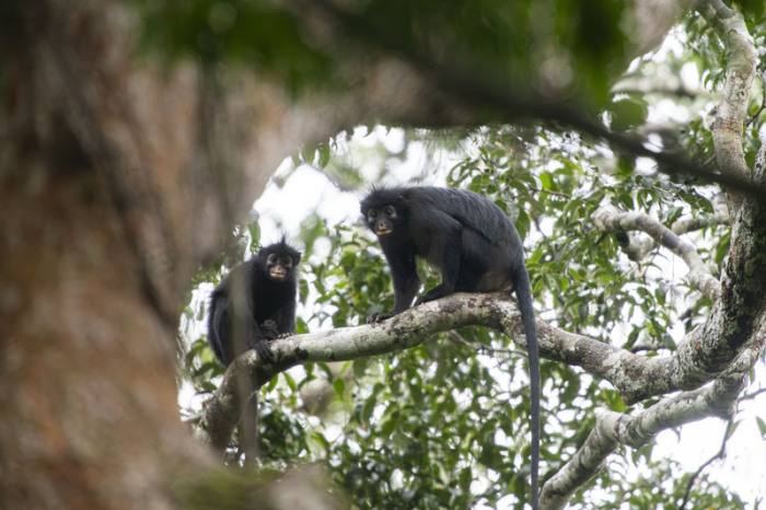 Der neu entdeckte Stummelaffe Colobus congoensis lebt im Lomami-Nationalpark im Kongobecken und gilt wegen seines bedrohten Lebensraums als stark gefährdet. Foto: Daniel Rosengren/dpa