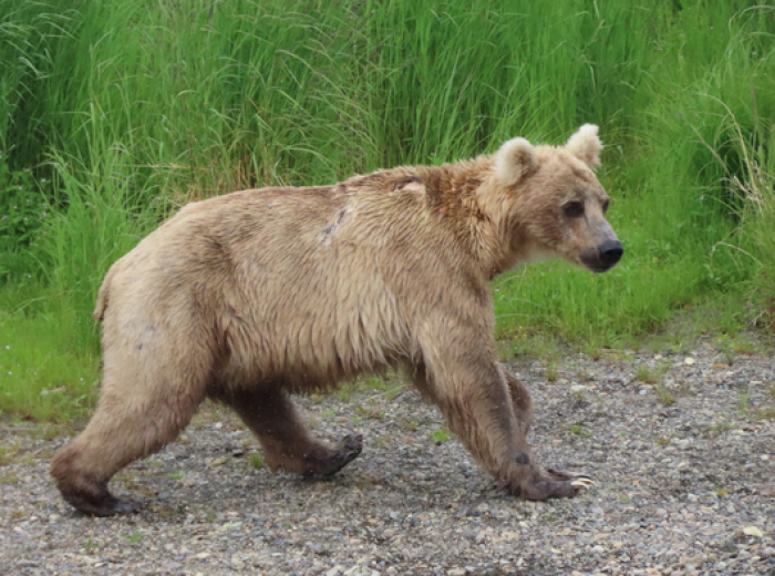 Noch ganz schlank geht die Braunbärin Holly am 28. Juni 2022 durch den Katmai-Nationalpark in Alaska (oben); am 10. September 2022 hat sie sich bereits eine ordentliche Fett-Reserve zugelegt. Foto: T.Carmack/E.johnston