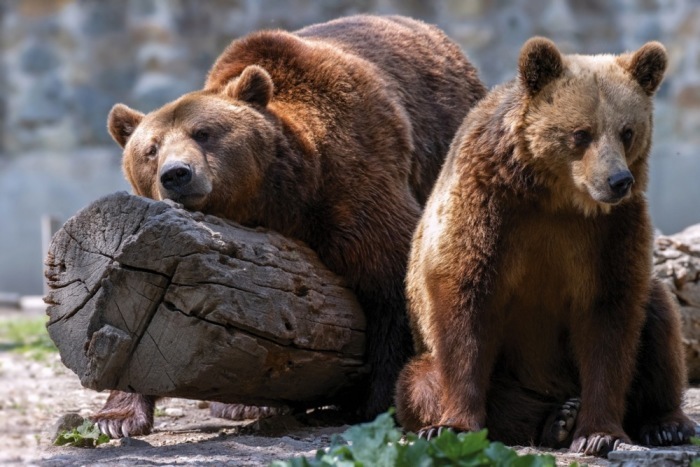 Ein männlicher Braunbär liegt neben seiner Partnerin auf einem Baumstamm. Foto: epa/Sebastian Tataru