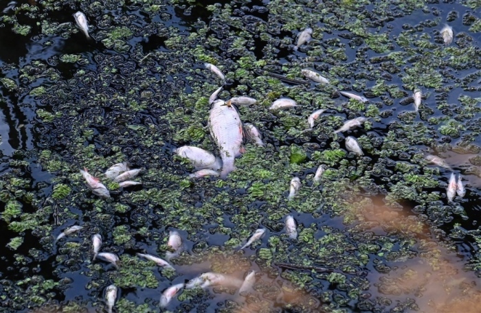 Ein toter Fisch in der Oder in Szczecin. Foto: epa/Marcin Bielecki Polen Out
