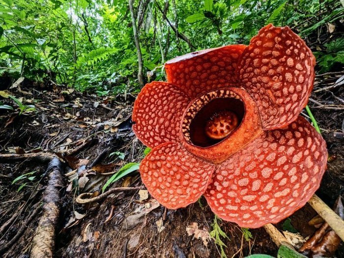 Rafflesia kemumu im Regenwald von Sumatra. Rafflesien sind ein Wunderwerk der Natur und gelten als die größten und übelriechendsten Blumen der Welt. Foto: Chris Thorogood/dpa