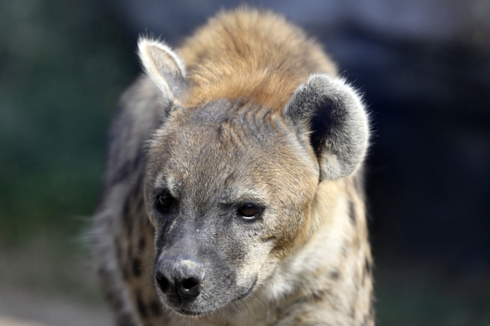 Eine Tüpfelhyäne ist am traditionellen Medien-Apéro des Zoo Zürich zu sehen. Foto: Walter Bieri/Keystone/dpa