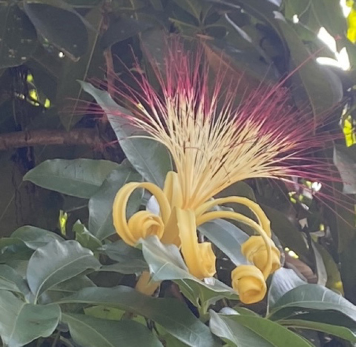 Bezaubernd sind die einzigartigen Blüten der Pachira aquatica, die der Baum ständig bildet. Fotos: hf
