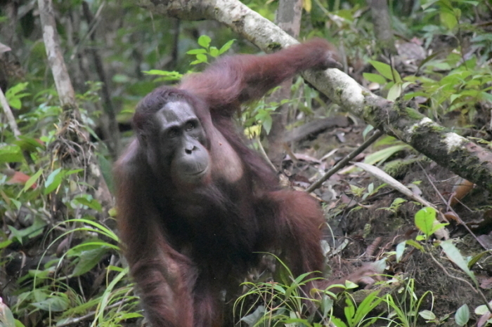 Die von der BOS (Borneo Orangutan Survival) Foundation zur Verfügung gestellte Aufnahme zeigt Gonzales im Bukit Baka Bukit Raya Nationalpark in Zentral-Kalimantan, der 499. Foto: BOS Foundation/dpa