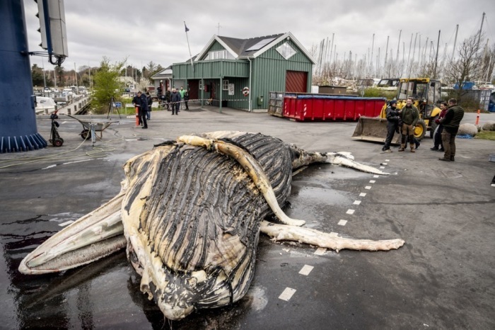 Ein toter Buckelwal vor der Autopsie in Djursland. Foto: epa/Mads Claus Rasmussen