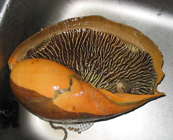 Im zentralen Indopazifik ist die Melonenschnecke (Melo melo) weit verbreitet. Foto: Wikepedia/Norbert Nagel (mörfelden-walldorf)