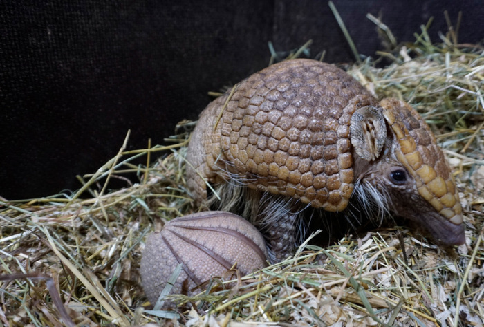 Das undatierte Handout zeigt ein junges Südliches Kugelgürteltier mit Mutter Paloma. Der Nachwuchs wurde am 21. April 2026 im Tiergarten Kleve geboren. Foto: Tiergarten Kleve/dpa