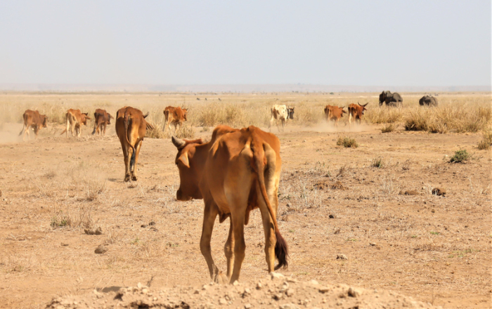 Vieh und Elefanten auf der Suche nach Weideland im Amboseli-Nationalpark. Foto: Evan Mkala/Ifaw/dpa