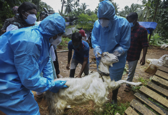 Medizinisches Personal entnimmt einer Ziege Blutproben, um sie auf das Nipah-Virus zu testen. Foto: Shijith. K/Ap/dpa