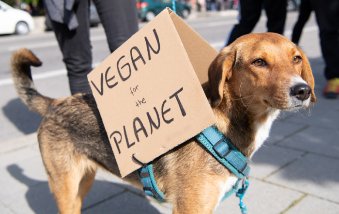 Hund Leni nimmt an einer Demonstration teil und trägt dabei ein Plakat mit der Aufschrift 