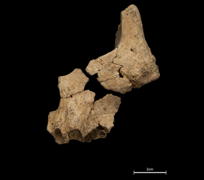 Teil des Wangenknochens und des Oberkiefers eines Hominiden, der den Erkenntnissen zufolge vor bis zu 1,4 Millionen Jahren an der Fundstelle am Gebirge der Sierra de Atapuerca gelebt habe. Foto: María Dolors Guillén