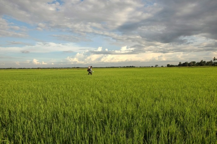 Düngemittel werden in Thailand weiterhin in ausreichender Menge für die laufende Anbausaison bereitgestellt. Foto: epa/Rungroj Yongrit