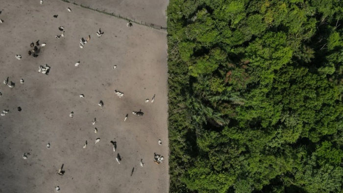 Die Luftaufnahme zeigt den Amazonas-Regenwald, der durch ein Viehzuchtgebiet im Amazonasgebiet getrennt ist. Foto: epa/Antonio Lacerda