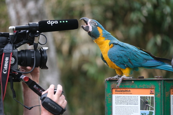 Ein Blaukehl-Ara im Leipziger Zoo dient als Fußball-Orakel und sagt den Ausgang des WM-Auftaktspiels zwischen Mexiko und Südafrika voraus. Foto: dpa/Sebastian Willnow