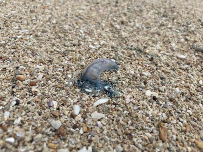 Die hochgiftige Portugiesische Galeere wurde an mehreren Stränden des Mu-Ko-Lanta-Nationalparks angespült. Besucher werden vor Kontakt mit den Tieren gewarnt. Bild: Mu Ko Lanta National Park