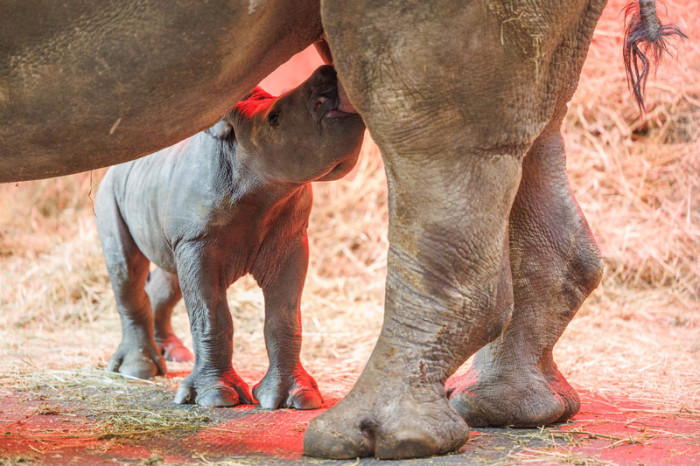 Das Nashorn-Jungtier Lisbeth, das am 19.02.2023 von Muttertier Amalie geboren wurde, steht neben seiner Mutter. Foto: Friso Gentsch/dpa