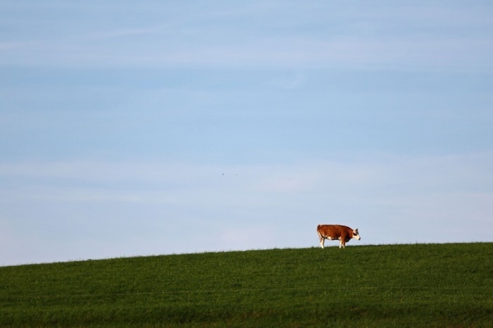 Eine Kuh steht auf einer Weide im Allgäu. Die Region im Süden Deutschlands ist bekannt für ihre grünen Landschaften, Milchwirtschaft und traditionelle Landwirtschaft. Foto: Anna Szilagyi/epa/dpa