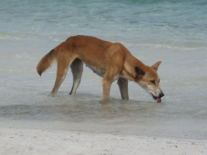 Ein Bild der Fraser Island Dingo Preservation Group zeigt einen Dingo beim Trinken am Süßwassersee McKenzie auf K'gari (Fraser Island) in Queensland. Foto: Fraser Island Dingo Preservation/Aap/dpa