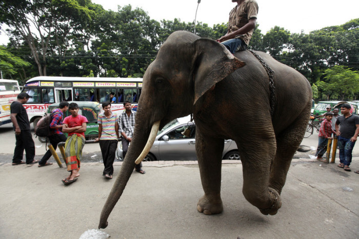 Elefant läuft auf einer Straße in Dhaka. Archivfoto: epa/ABIR ABDULLAH