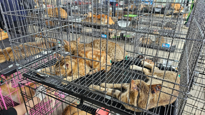 Von den Behörden beschlagnahmte Katzen in Ho-Chi-Minh-Stadt, die mutmaßlich für den illegalen Katzenfleischhandel bestimmt waren. Foto: dpa/Phuong Tham/humane World For Animals
