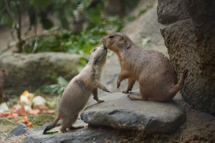 Ein Präriehund-Nachwuchs beschnuppert seine Mutter (r). In der Zeit zwischen Ende März und Mitte April wurden insgesamt 17 Präriehunde im Zoo Hannover geboren. Foto: dpa