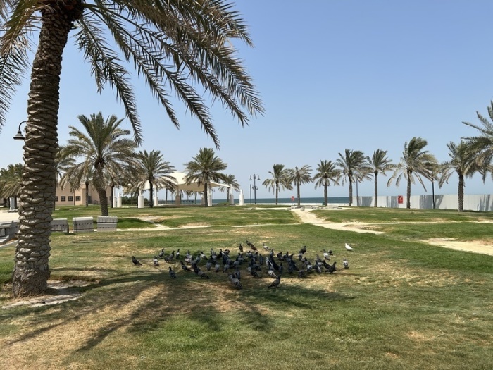 Tauben tummeln sich im Schatten einer Palme an der Uferpromenade. Kuwait gilt als einer der heißesten Orte der Welt mit Temperaturen von über 50 Grad Celsius. Foto: Johannes Sadek/dpa