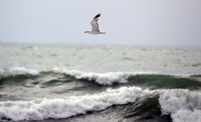 А Vogel fliegt über die Wellen des Schwarzen Meeres am Strand des Dorfes Ezerets. Foto: epa/Vassil Donev