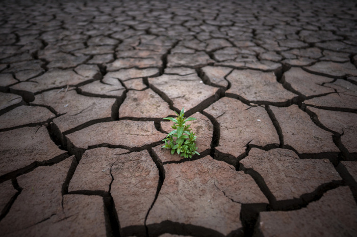 Eine Pflanze wächst nach einer Periode der Dürre auf rissiger Erde. Foto: Emilio Morenatti/Ap/dpa