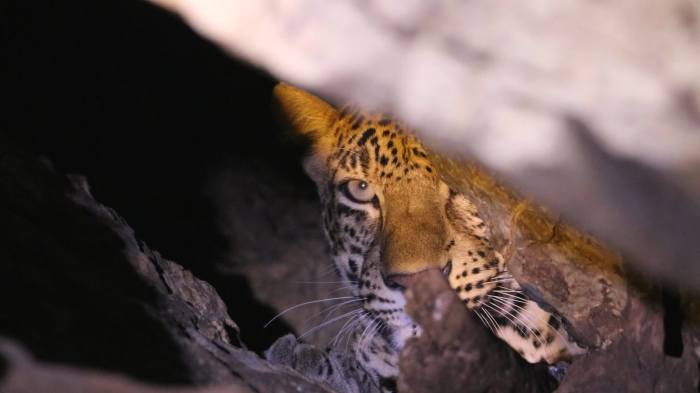 Der Leopard nutzt eine Felsformation als geschützten Rückzugsort im Wildschutzgebiet Omkoi. Bild: Department of National Parks, Wildlife and Plant Conservation (DNP)