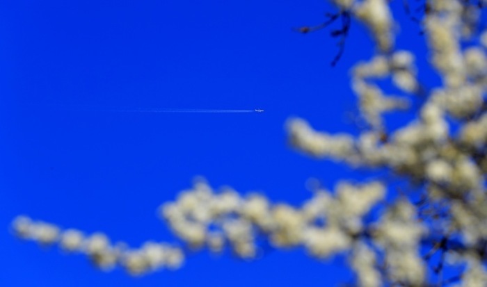 Ein Verkehrsflugzeug fliegt über die Blüten eines Kirschbaums im Izvor-Park in Bukarest. Foto: EPA/Robert Ghement