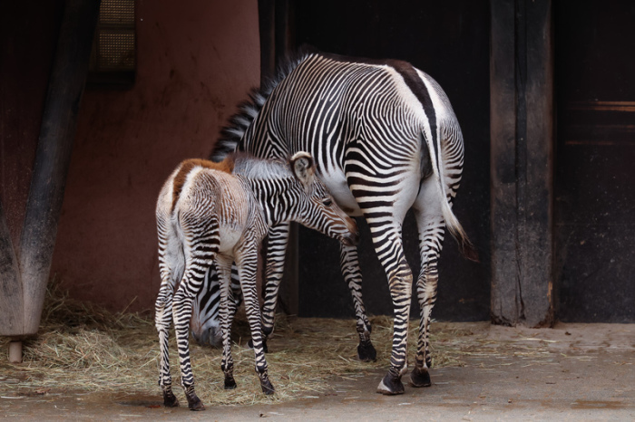 Nachwuchs bei den Grevyzebras (Equus grevyi) im Tiergarten Nürnberg. Zebrastute Linda hat am 24. Januar 2024 einen Zebra-Baby namens Lumi zur Welt gebracht. Foto: Daniel Löb/dpa